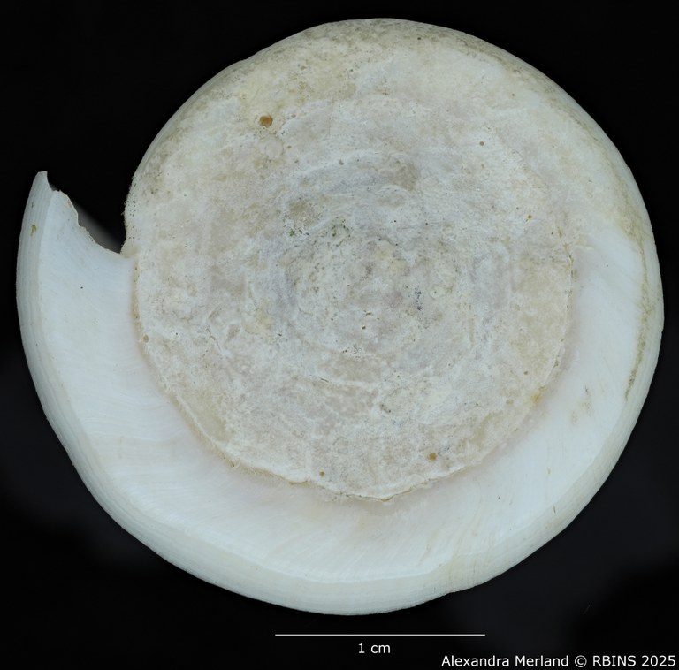 BE-RBINS-INV-MT-445-Conus-pseudocoelinae-ht-Top.jpg