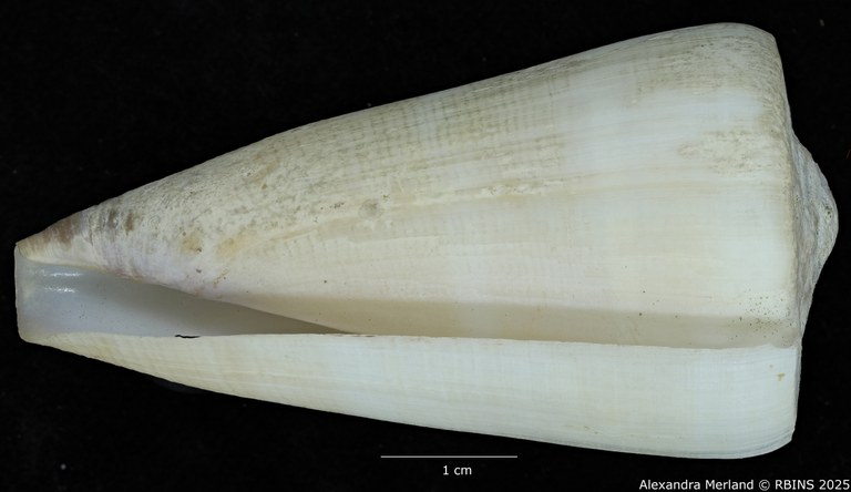 BE-RBINS-INV-MT-445-Conus-pseudocoelinae-ht-V.jpg