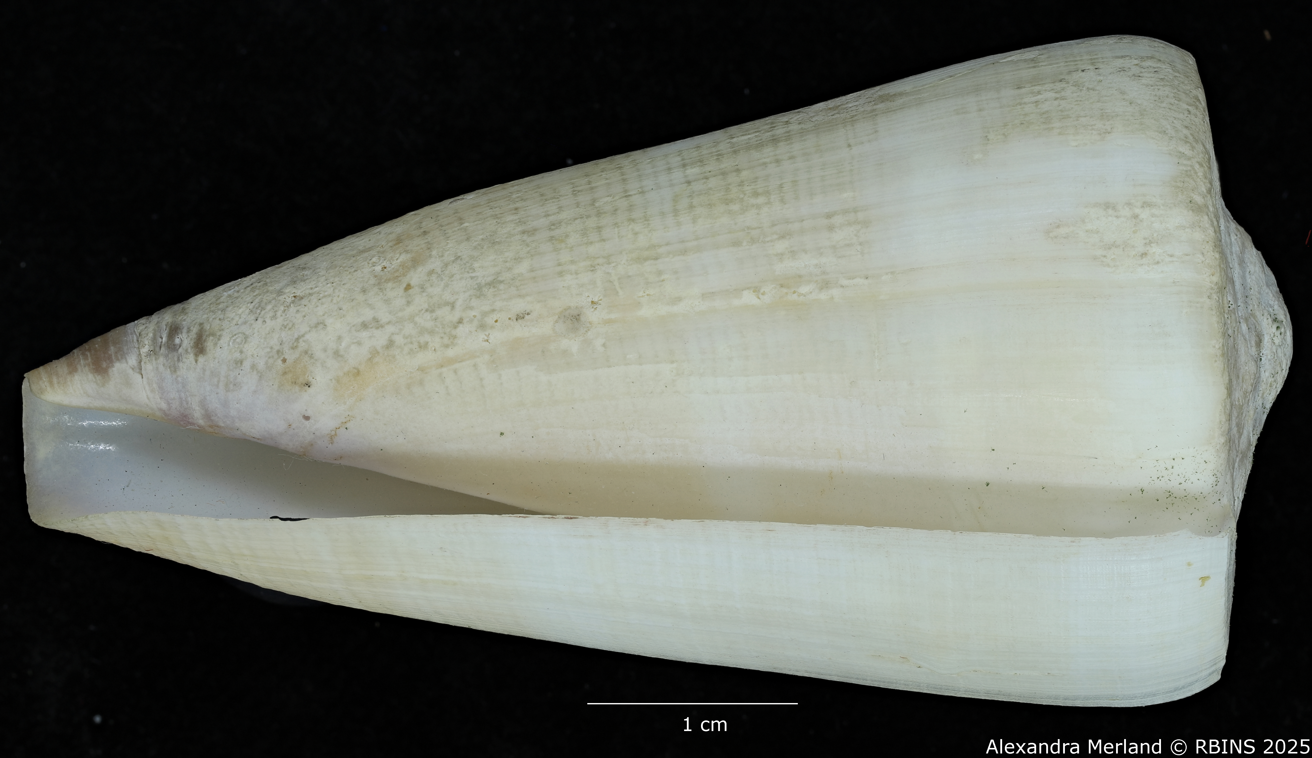 BE-RBINS-INV-MT-445-Conus-pseudocoelinae-ht-V.jpg
