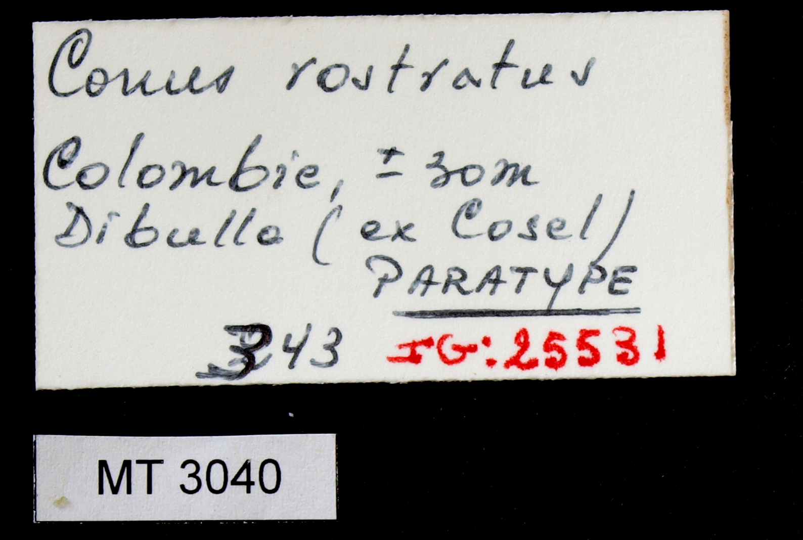BE-RBINS-INV PARATYPE MT.3040 Conus rostratus LABELS.jpg