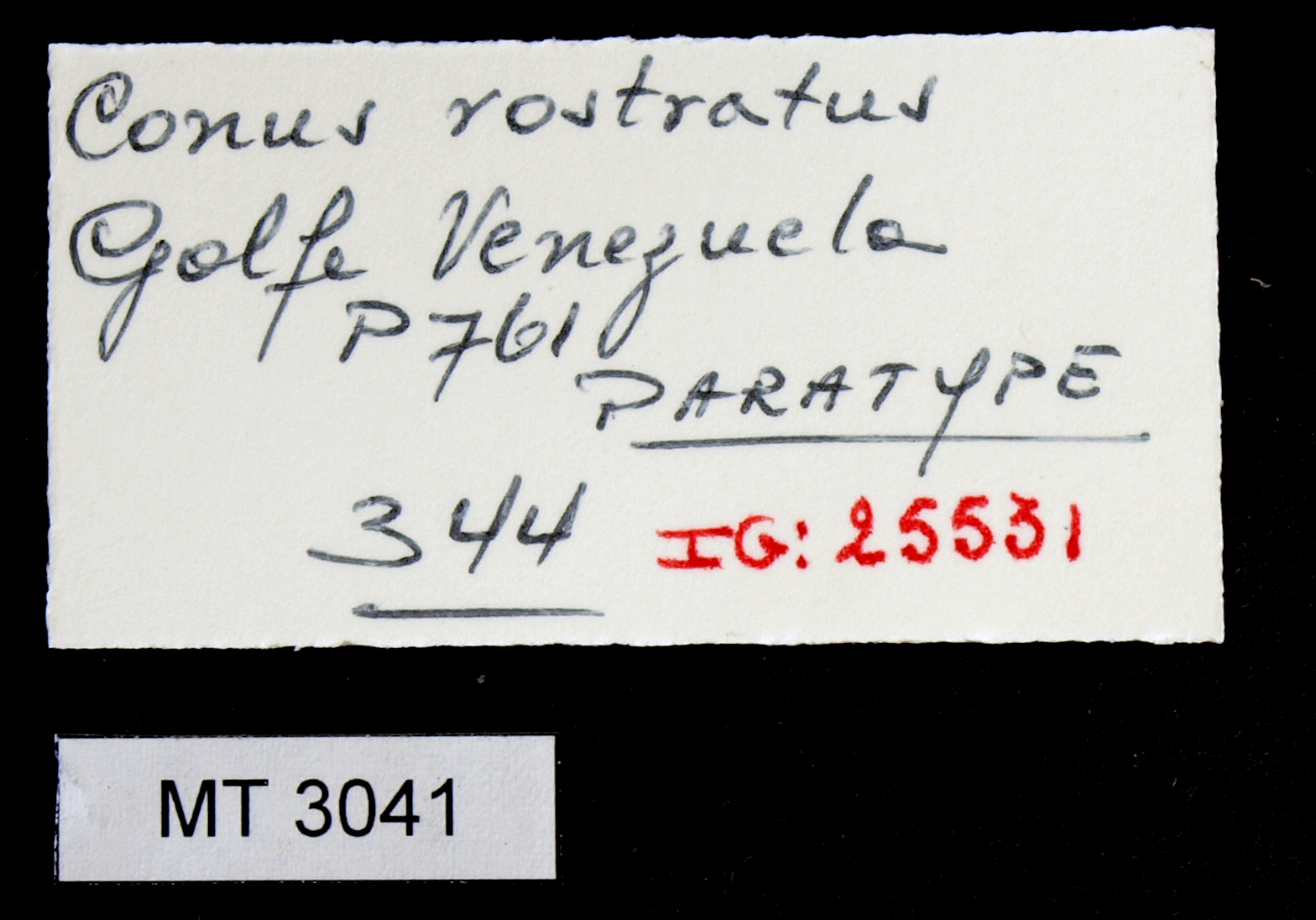 BE-RBINS-INV PARATYPE MT.3041 Conus rostratus LABELS.jpg