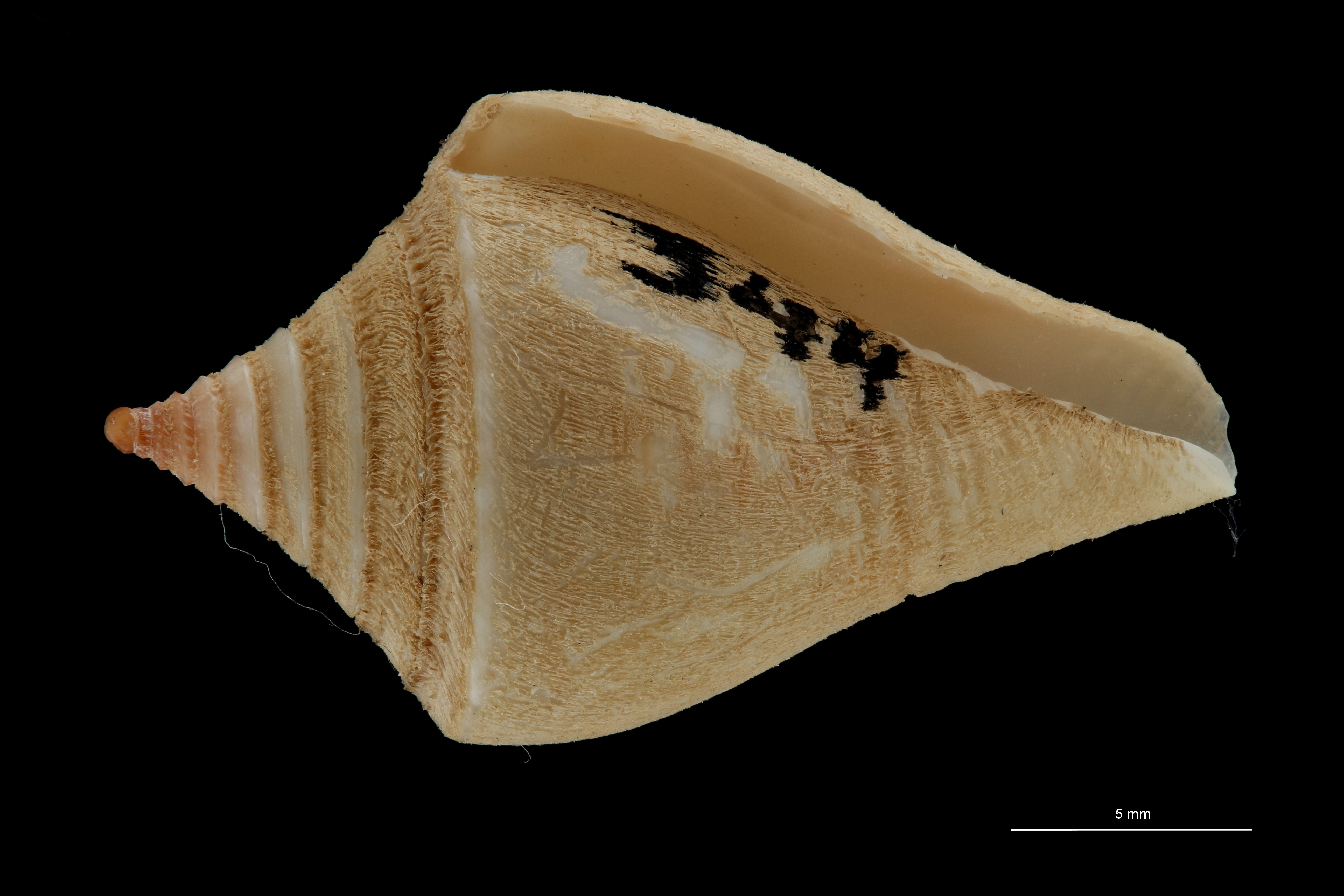 BE-RBINS-INV PARATYPE MT.3041 Conus rostratus VENTRAL ZS PMax Scaled.jpg