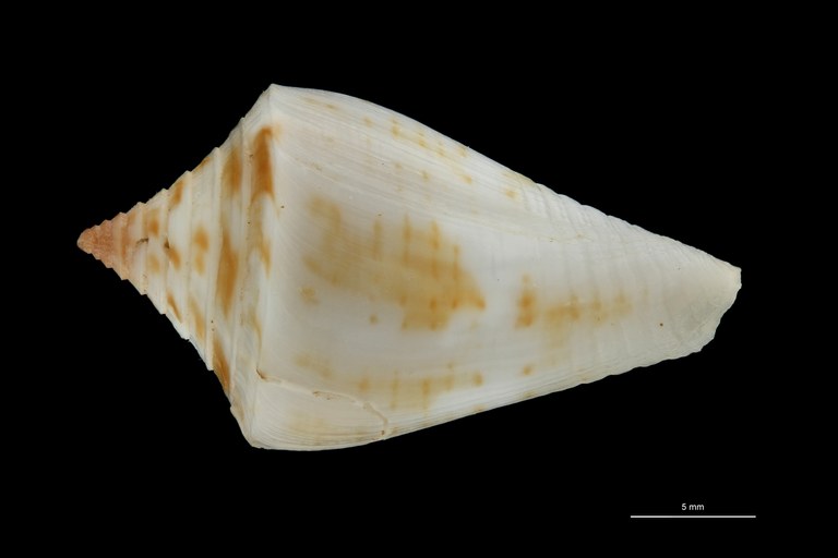 BE-RBINS-INV PARATYPE MT.3042 Conus rostratus DORSAL ZS PMax Scaled.jpg