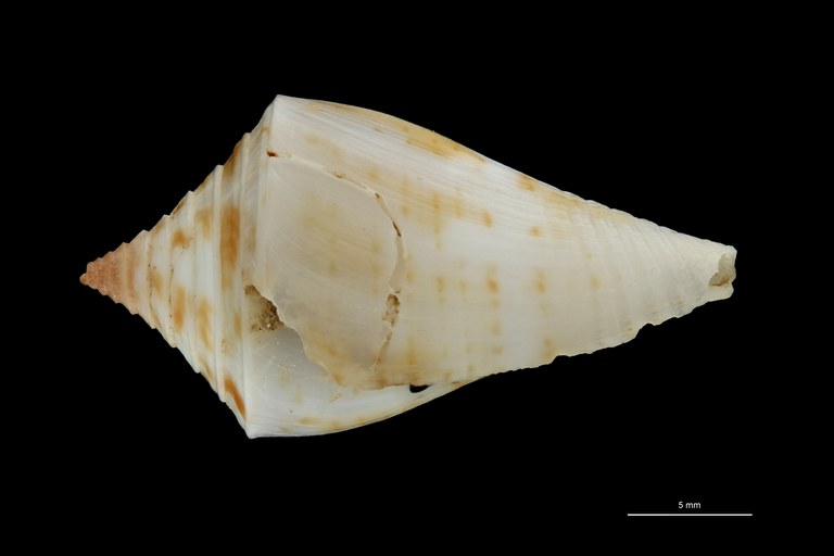 BE-RBINS-INV PARATYPE MT.3042 Conus rostratus LATERAL ZS PMax Scaled.jpg