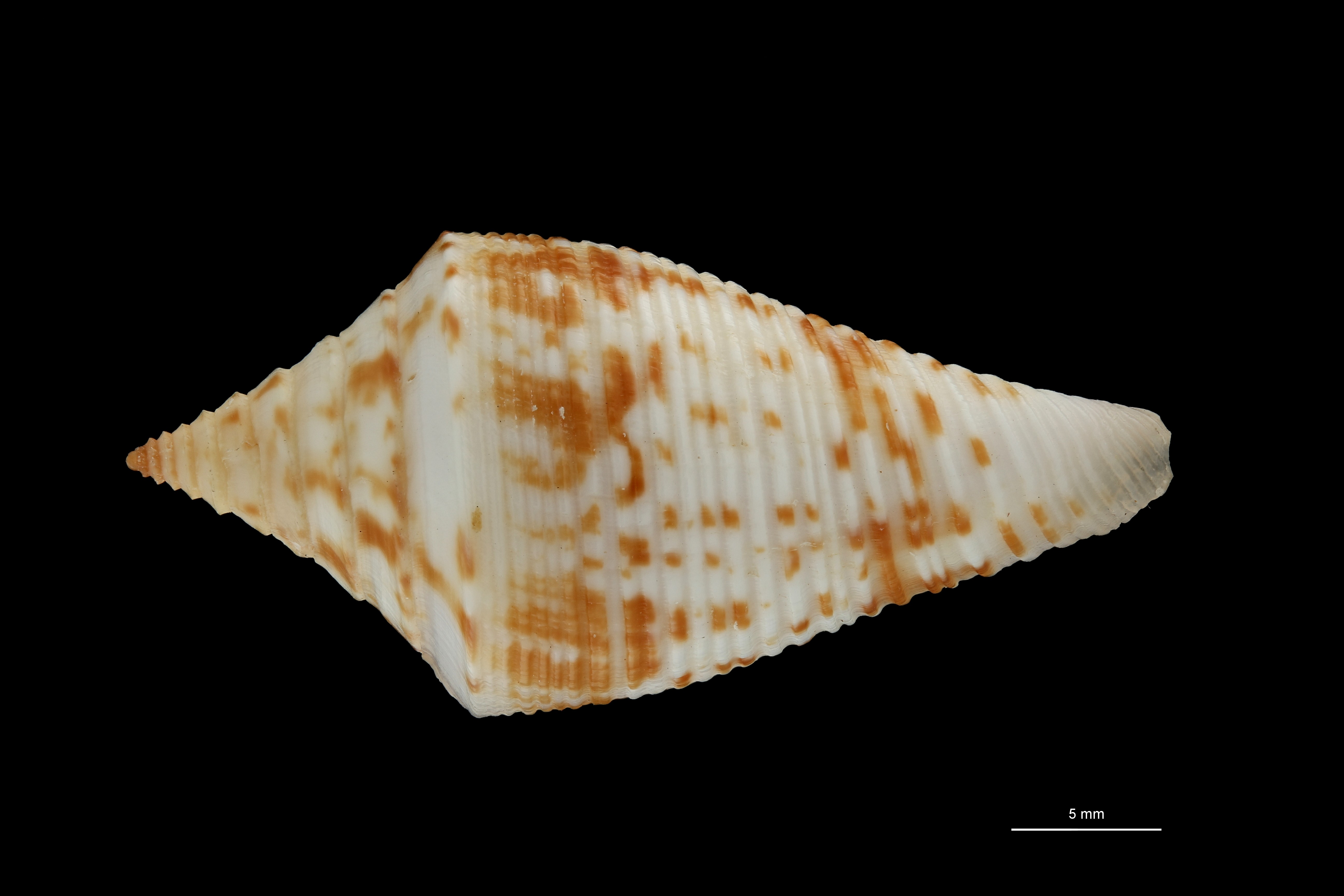 BE-RBINS-INV PARATYPE MT.3049 Conus rostratus DORSAL ZS PMax Scaled.jpg