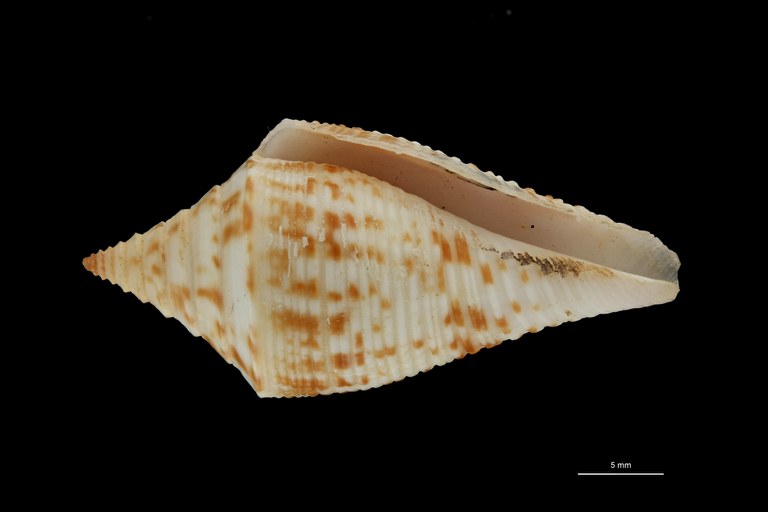 BE-RBINS-INV PARATYPE MT.3049 Conus rostratus VENTRAL ZS PMax Scaled.jpg