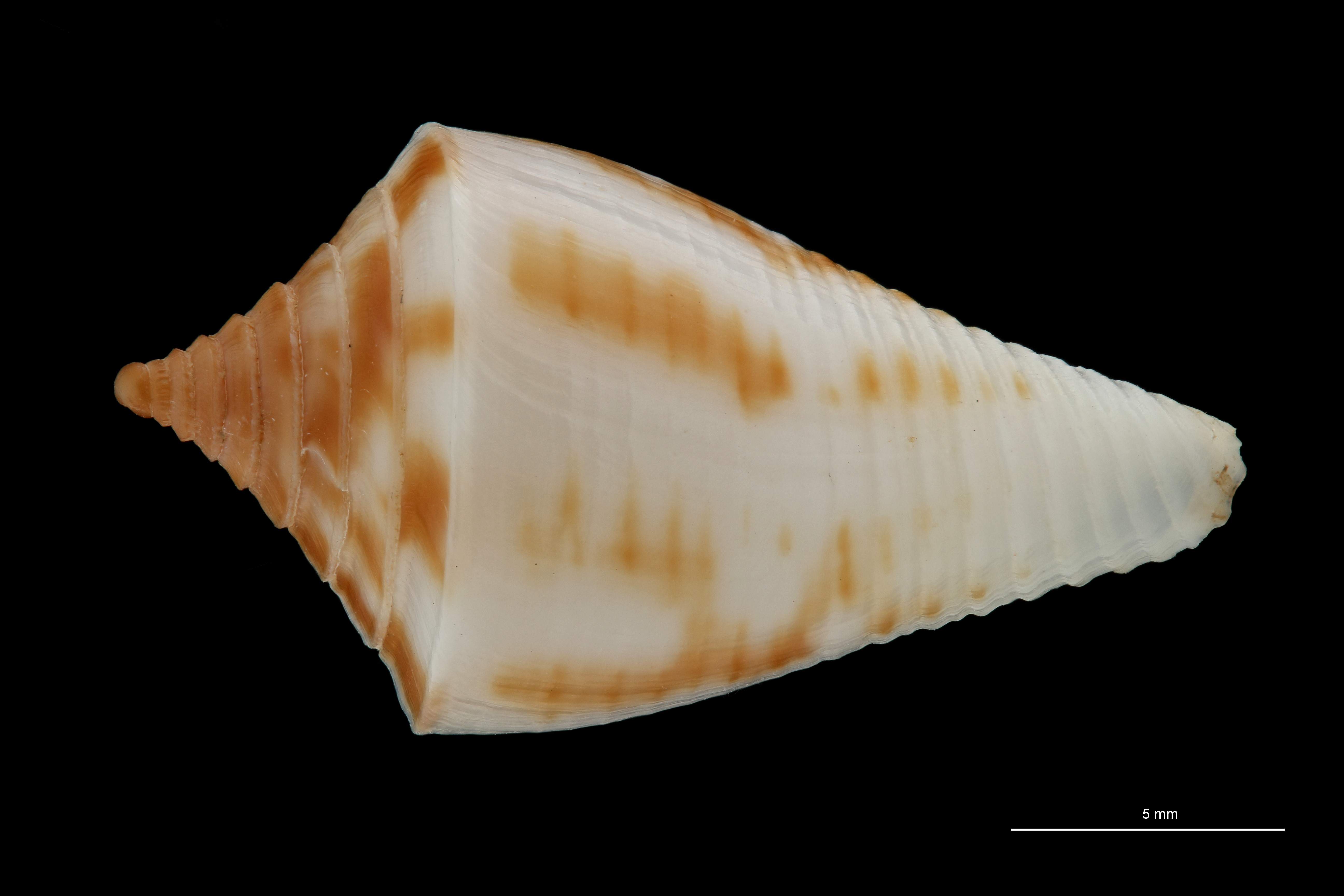 BE-RBINS-INV PARATYPE MT.3039 Conus rostratus DORSAL ZS PMax Scaled.jpg
