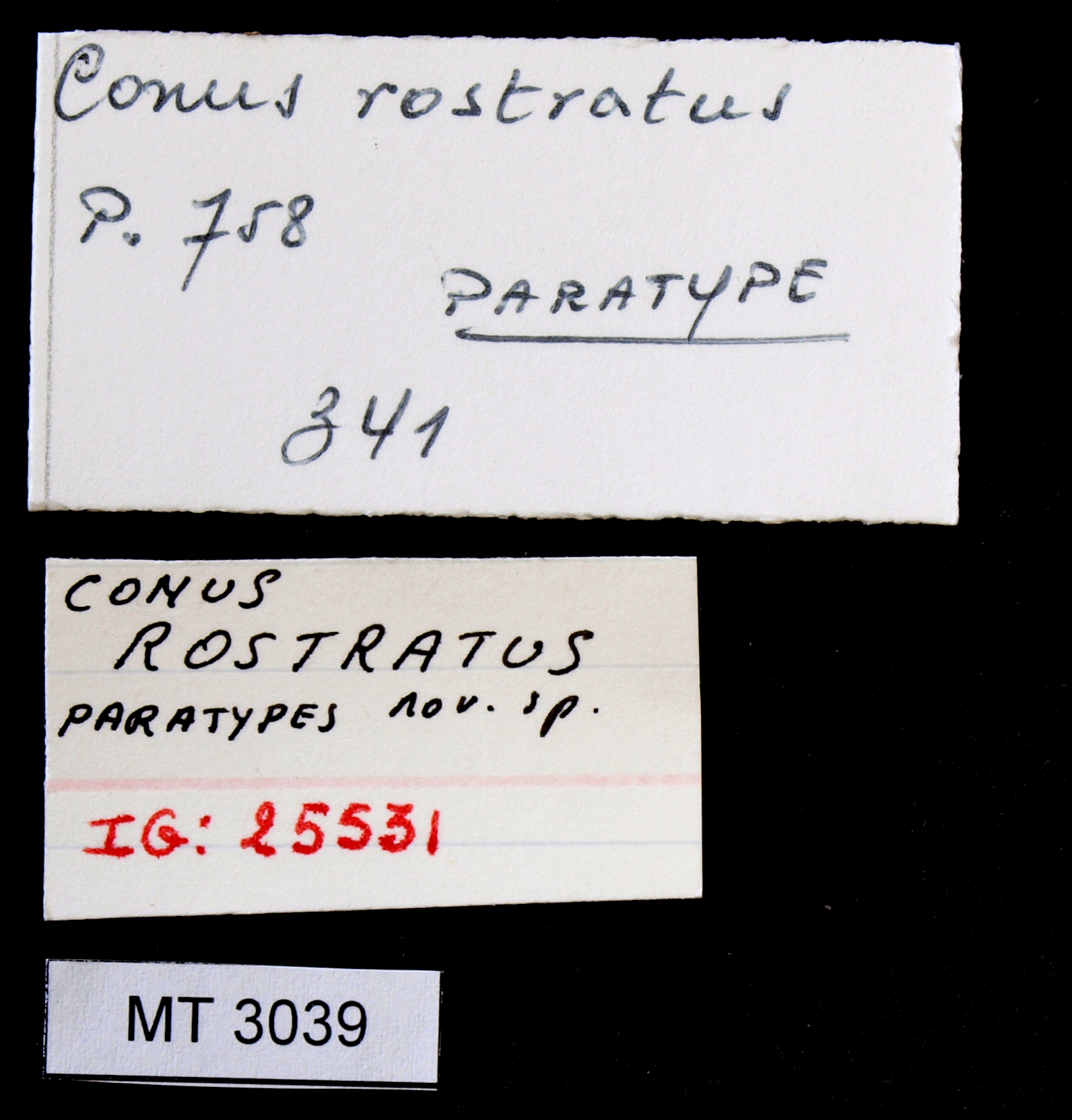 BE-RBINS-INV PARATYPE MT.3039 Conus rostratus LABELS.jpg