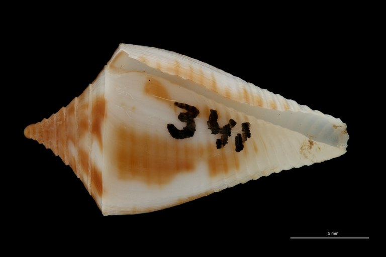 BE-RBINS-INV PARATYPE MT.3039 Conus rostratus VENTRAL ZS PMax Scaled.jpg