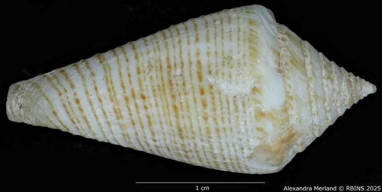 BE-RBINS-INV-MT-389-Conus-papuensis-pt-D.jpg