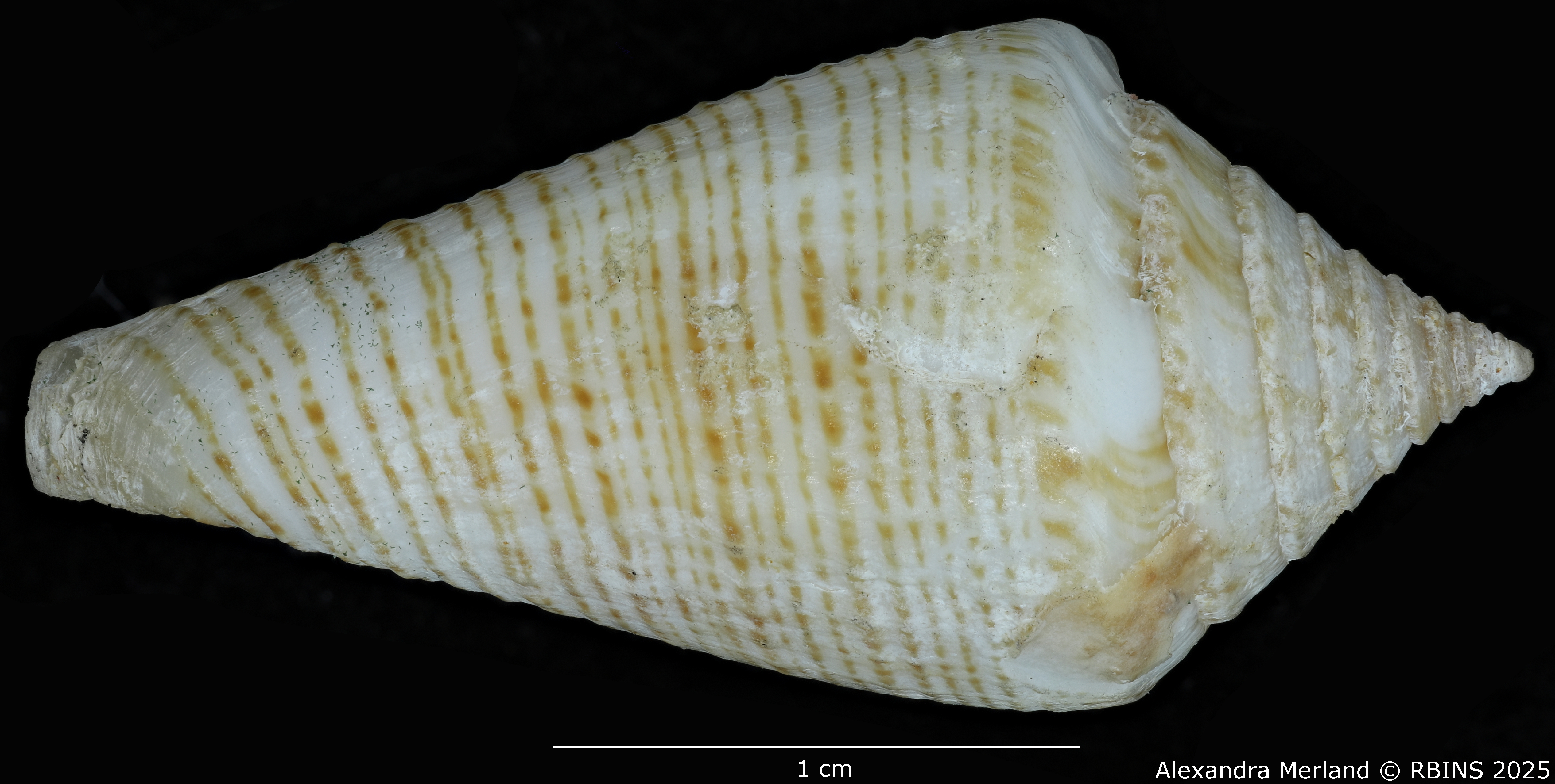 BE-RBINS-INV-MT-389-Conus-papuensis-pt-D.jpg