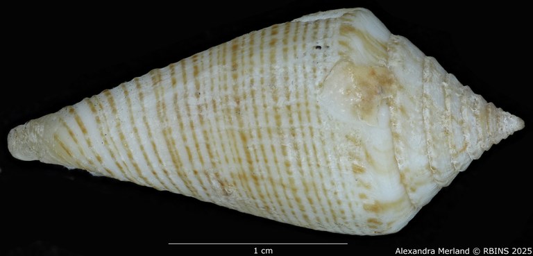 BE-RBINS-INV-MT-389-Conus-papuensis-pt-L.jpg