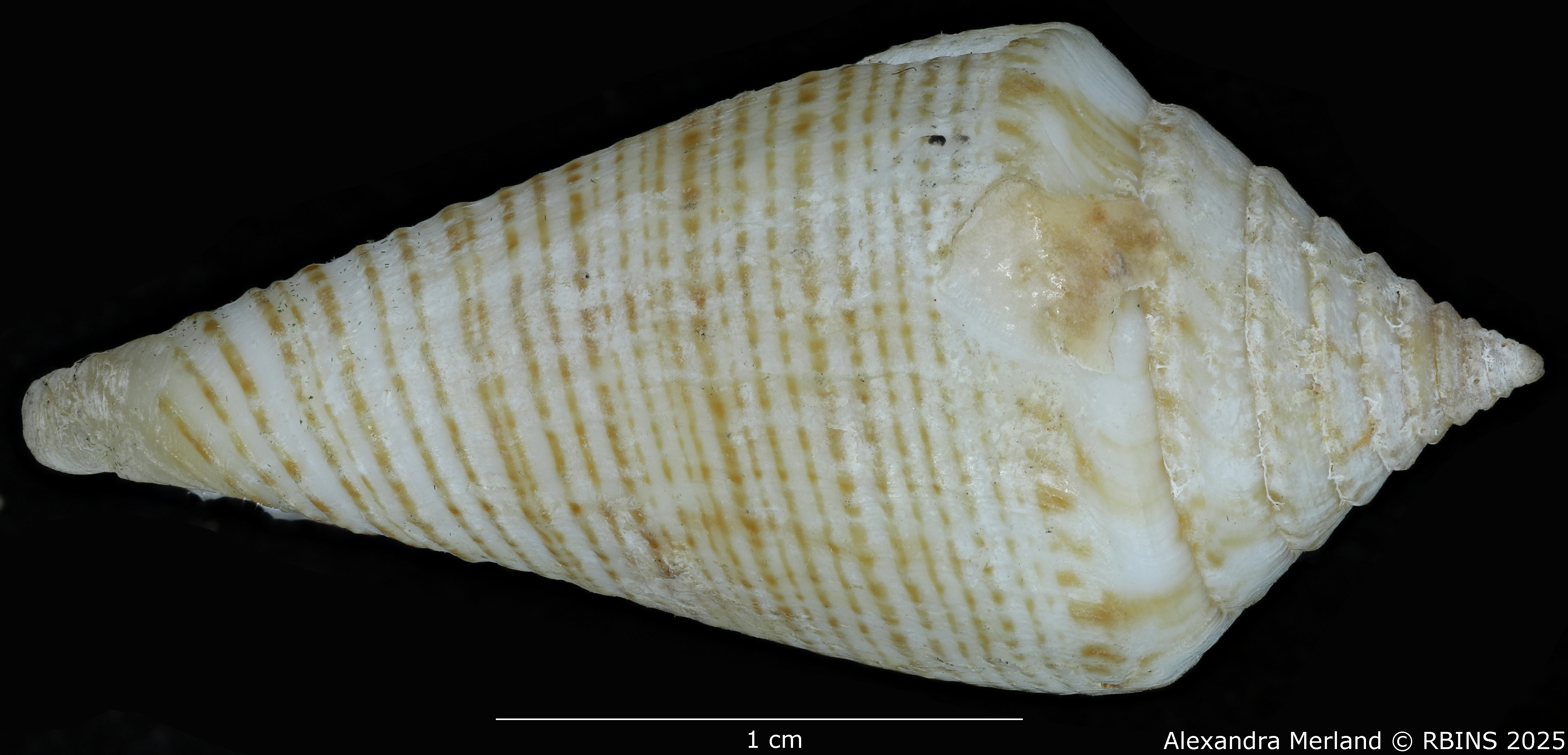 BE-RBINS-INV-MT-389-Conus-papuensis-pt-L.jpg