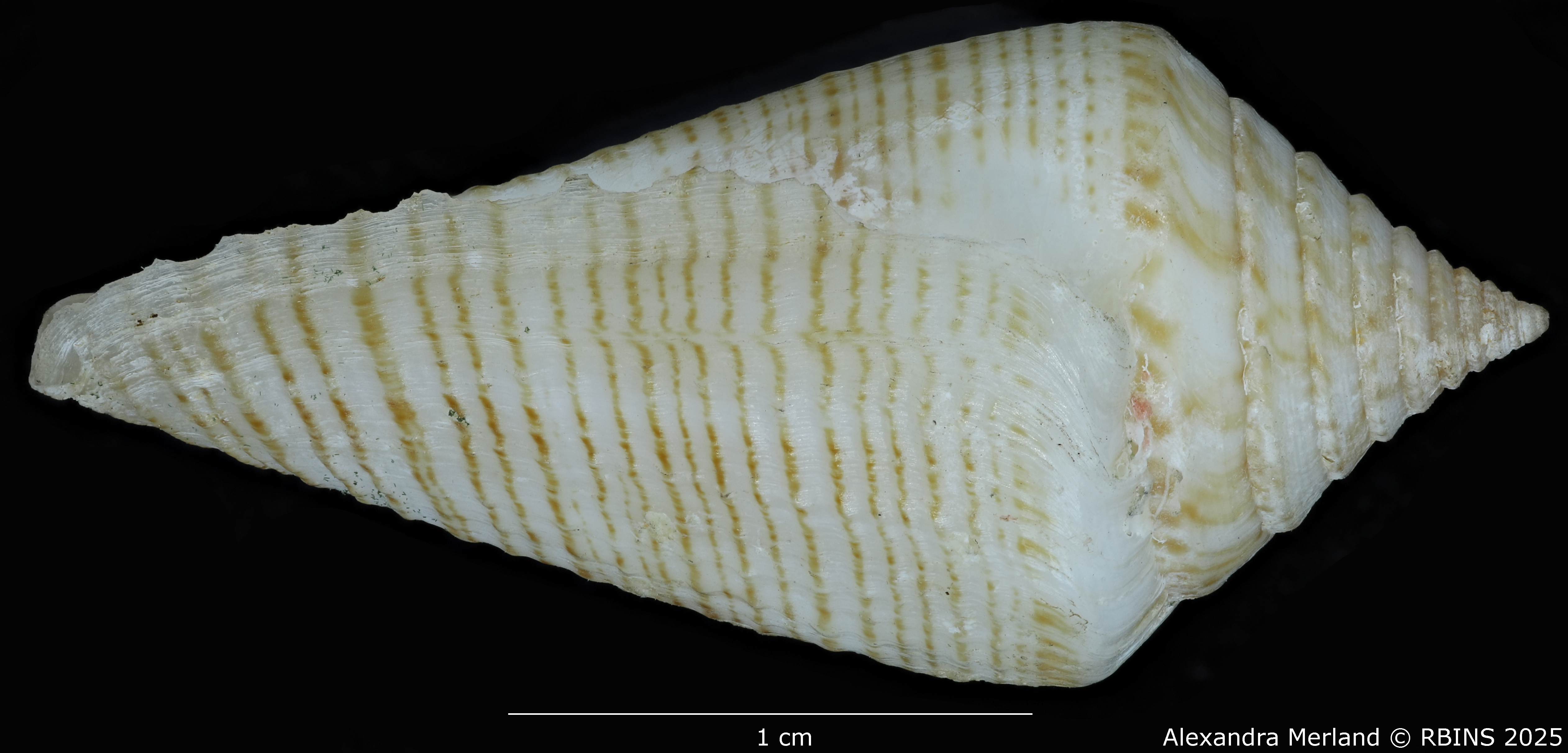BE-RBINS-INV-MT-389-Conus-papuensis-pt-L2.jpg