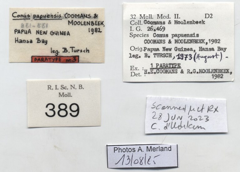 BE-RBINS-INV-MT-389-Conus-papuensis-pt-label.jpg