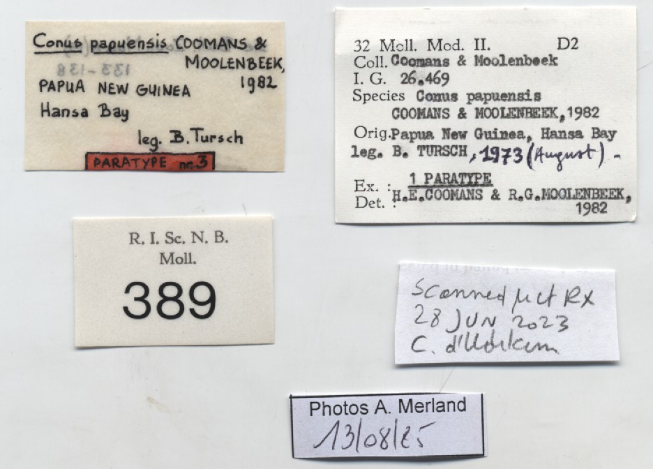 BE-RBINS-INV-MT-389-Conus-papuensis-pt-label.jpg