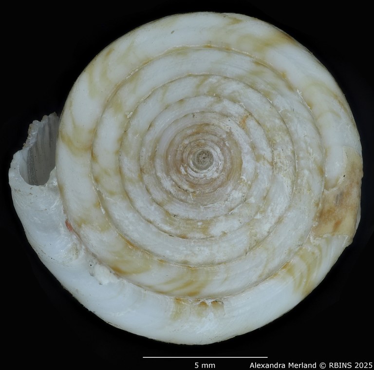 BE-RBINS-INV-MT-389-Conus-papuensis-pt-Top.jpg