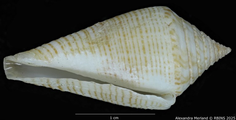 BE-RBINS-INV-MT-389-Conus-papuensis-pt-V.jpg