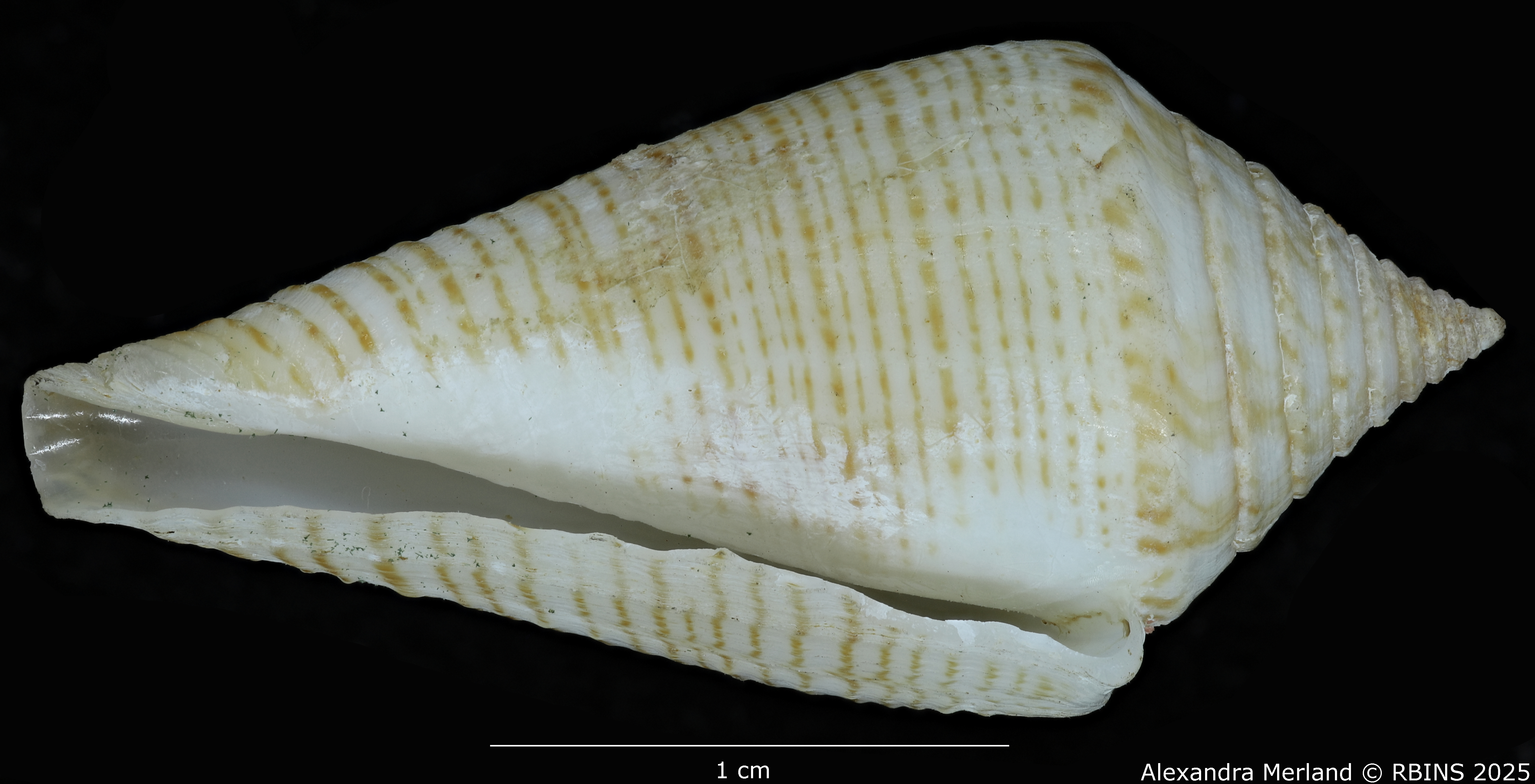 BE-RBINS-INV-MT-389-Conus-papuensis-pt-V.jpg