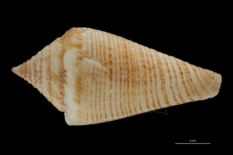 BE-RBINS-INV PARATYPE MT 389 Conus (Splinoconus) papuensis DORSAL ZS PMax Scaled.jpg