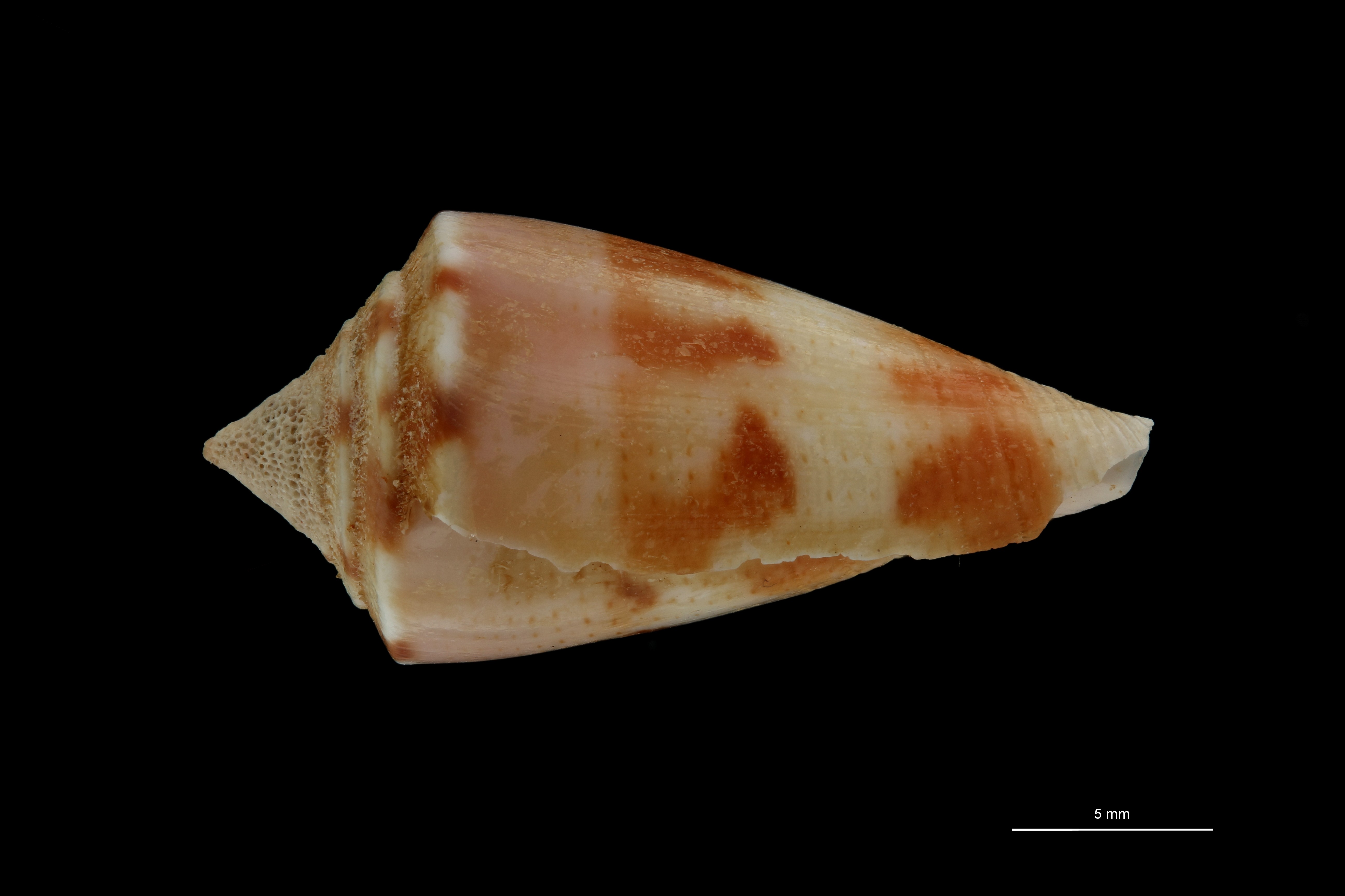 BE-RBINS-INV PARATYPE MT.3265 Conus subroseus LATERAL ZS PMax Scaled.jpg