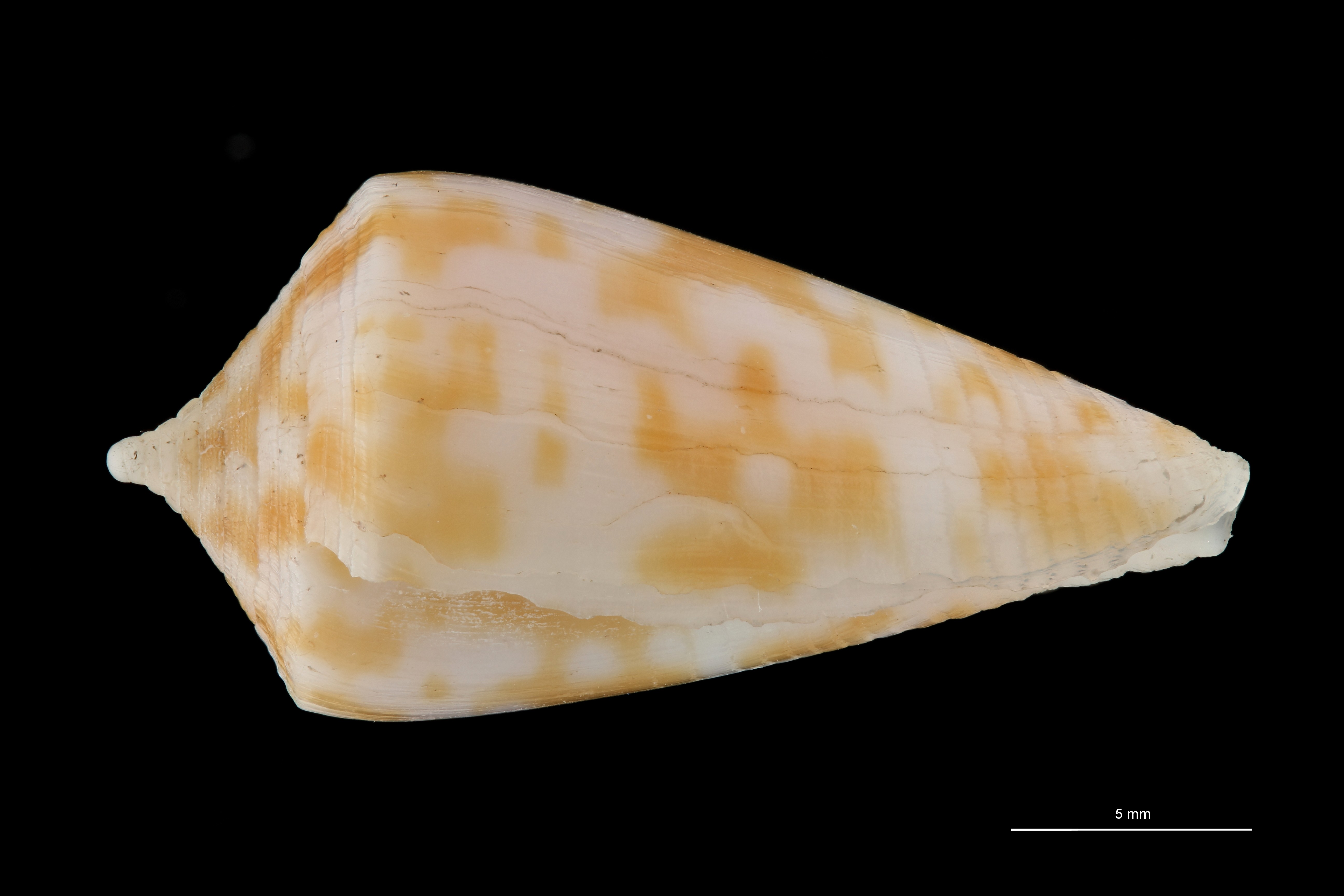BE-RBINS-INV HOLOTYPE MT 394 Conus (Austroconus) sydneyensis LATERAL ZS PMax Scaled.jpg