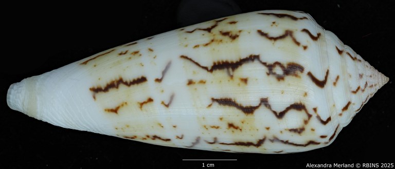 BE-RBINS-INV-MT-418-Conus-turschi-pt-L (Paratype N°2).jpg BE-RBINS-INV-MT-418-Conus-turschi-pt-L (Paratype N°2).jpg