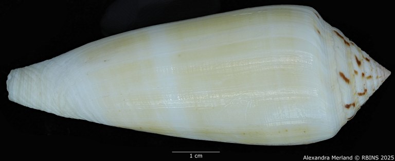 BE-RBINS-INV-MT-418-Conus-turschi-pt-L (Paratype N°8).jpg BE-RBINS-INV-MT-418-Conus-turschi-pt-L (Paratype N°8).jpg