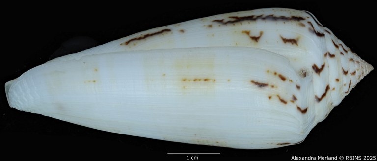 BE-RBINS-INV-MT-418-Conus-turschi-pt-L2 (Paratype N°2).jpg BE-RBINS-INV-MT-418-Conus-turschi-pt-L2 (Paratype N°2).jpg