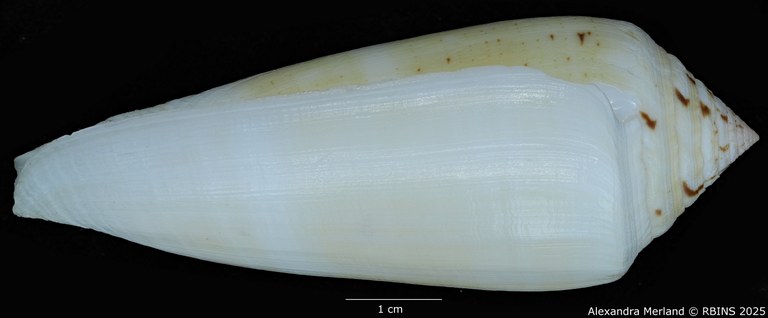 BE-RBINS-INV-MT-418-Conus-turschi-pt-L2 (Paratype N°8).jpg BE-RBINS-INV-MT-418-Conus-turschi-pt-L2 (Paratype N°8).jpg