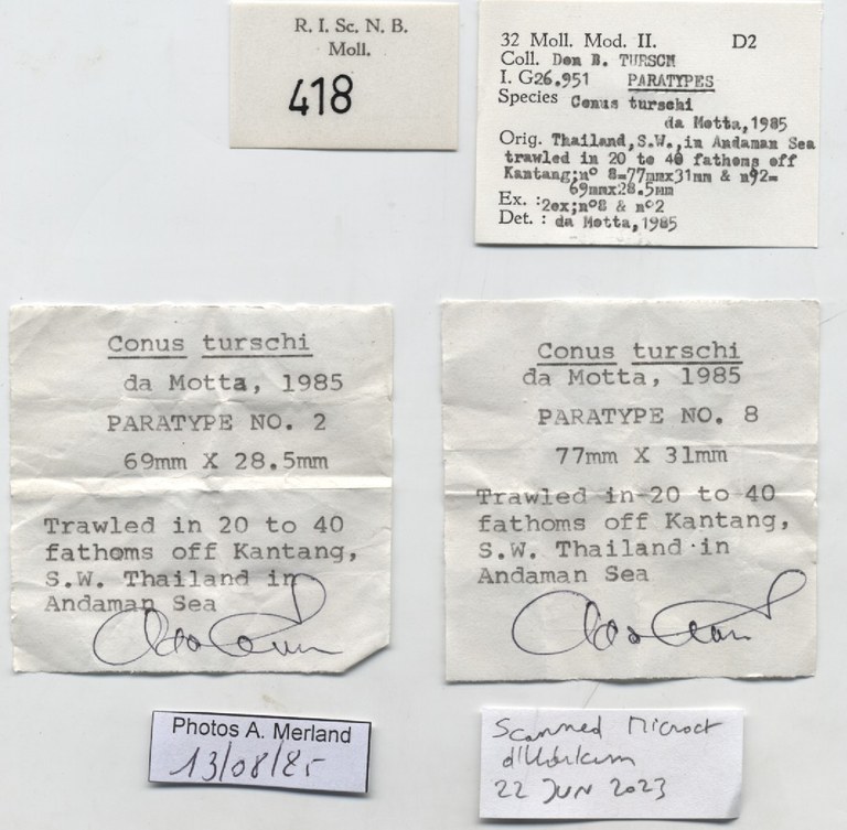 BE-RBINS-INV-MT-418-Conus-turschi-pt-label.jpg BE-RBINS-INV-MT-418-Conus-turschi-pt-label.jpg