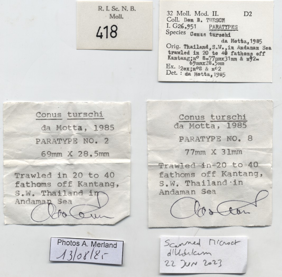 BE-RBINS-INV-MT-418-Conus-turschi-pt-label.jpg