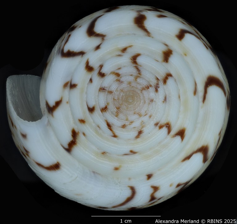 BE-RBINS-INV-MT-418-Conus-turschi-pt-Top (Paratype N°2).jpg BE-RBINS-INV-MT-418-Conus-turschi-pt-Top (Paratype N°2).jpg