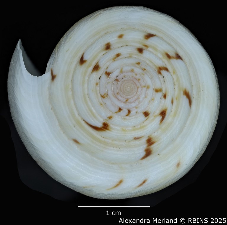 BE-RBINS-INV-MT-418-Conus-turschi-pt-Top (Paratype N°8).jpg BE-RBINS-INV-MT-418-Conus-turschi-pt-Top (Paratype N°8).jpg