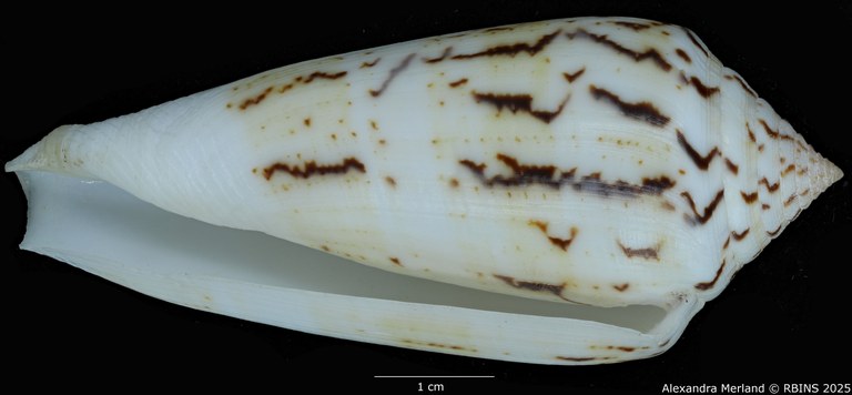 BE-RBINS-INV-MT-418-Conus-turschi-pt-V (Paratype N°2).jpg BE-RBINS-INV-MT-418-Conus-turschi-pt-V (Paratype N°2).jpg