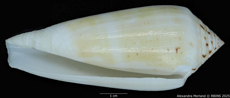 BE-RBINS-INV-MT-418-Conus-turschi-pt-V (Paratype N°8).jpg BE-RBINS-INV-MT-418-Conus-turschi-pt-V (Paratype N°8).jpg