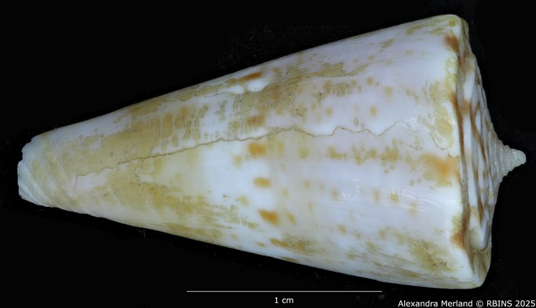 BE-RBINS-INV-MT-1369-Conus-wilsi-ht-D.jpg