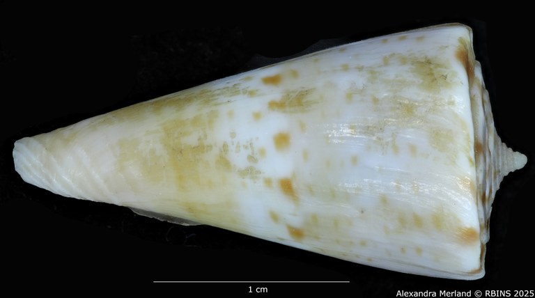 BE-RBINS-INV-MT-1369-Conus-wilsi-ht-L.jpg