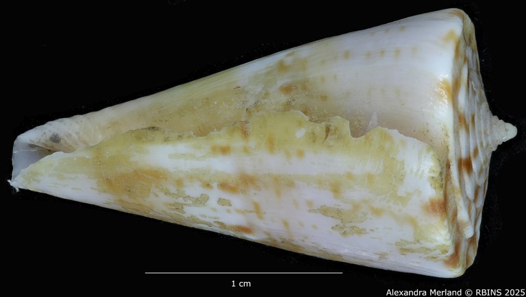 BE-RBINS-INV-MT-1369-Conus-wilsi-ht-L2.jpg