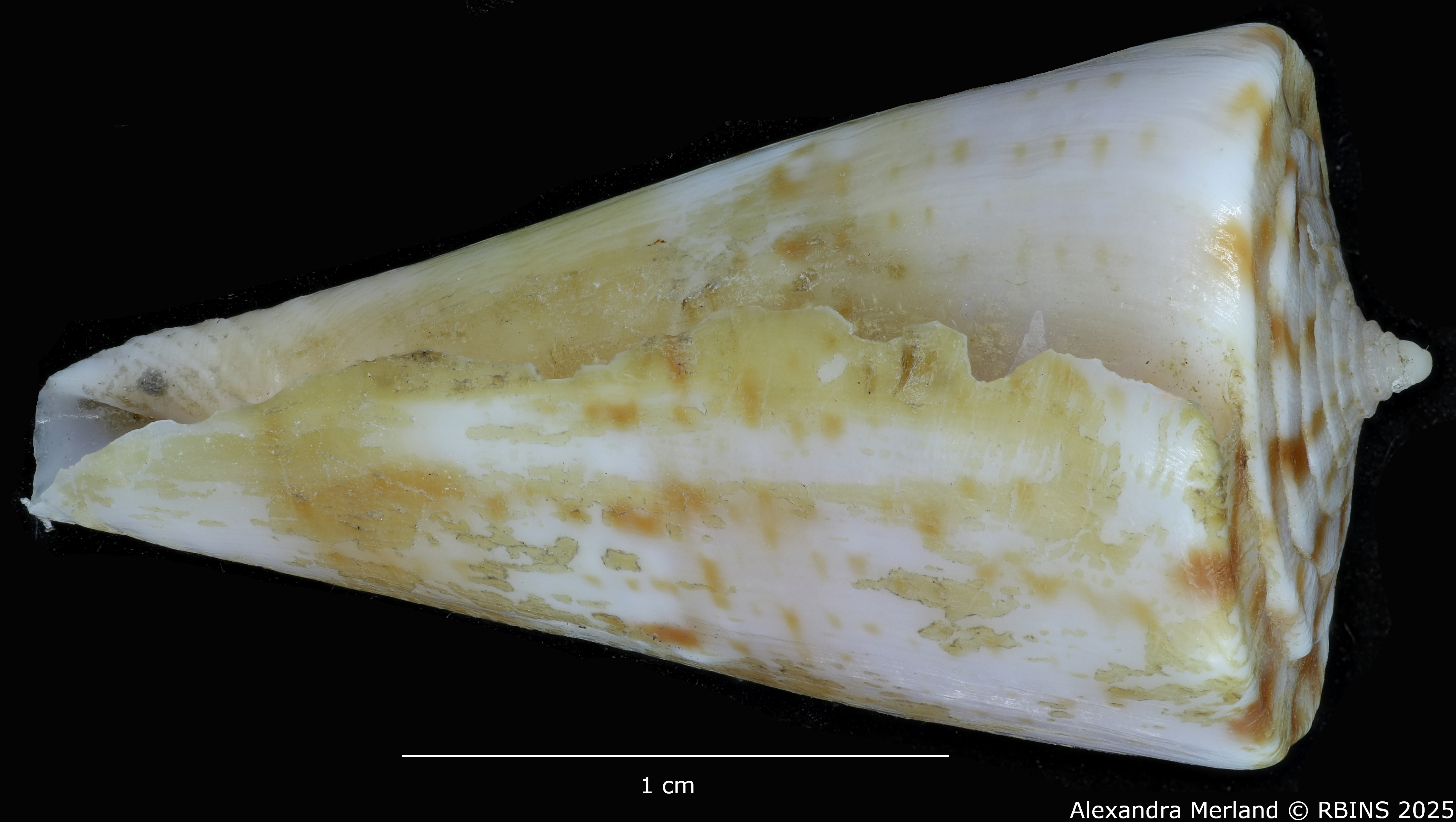 BE-RBINS-INV-MT-1369-Conus-wilsi-ht-L2.jpg