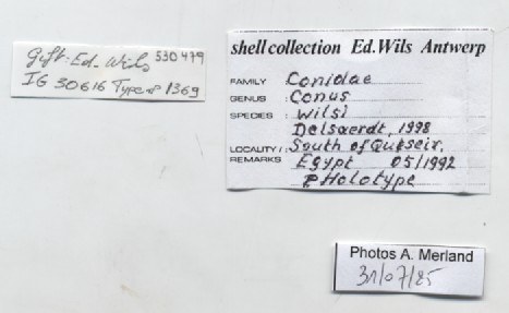 BE-RBINS-INV-MT-1369-Conus-wilsi-ht-label.jpg