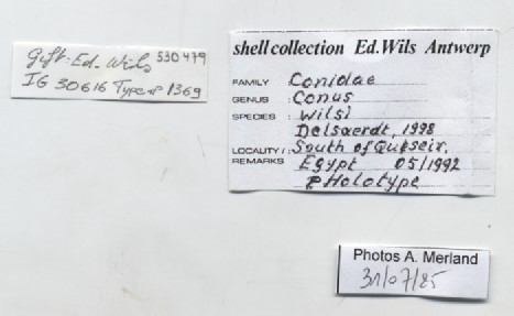BE-RBINS-INV-MT-1369-Conus-wilsi-ht-label.jpg