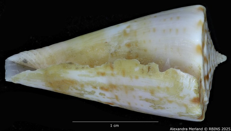 BE-RBINS-INV-MT-1369-Conus-wilsi-ht-V.jpg