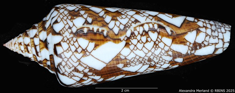 BE-RBINS-INV-MT-3919-Cylinder-bengalensis-sumbawaensis-pt-D.jpg BE-RBINS-INV-MT-3919-Cylinder-bengalensis-sumbawaensis-pt-D.jpg