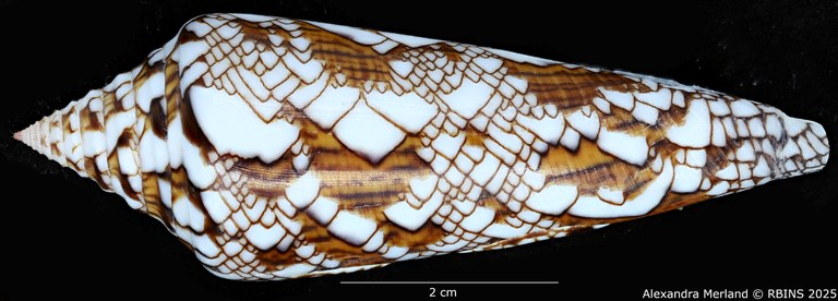 BE-RBINS-INV-MT-3919-Cylinder-bengalensis-sumbawaensis-pt-L.jpg BE-RBINS-INV-MT-3919-Cylinder-bengalensis-sumbawaensis-pt-L.jpg