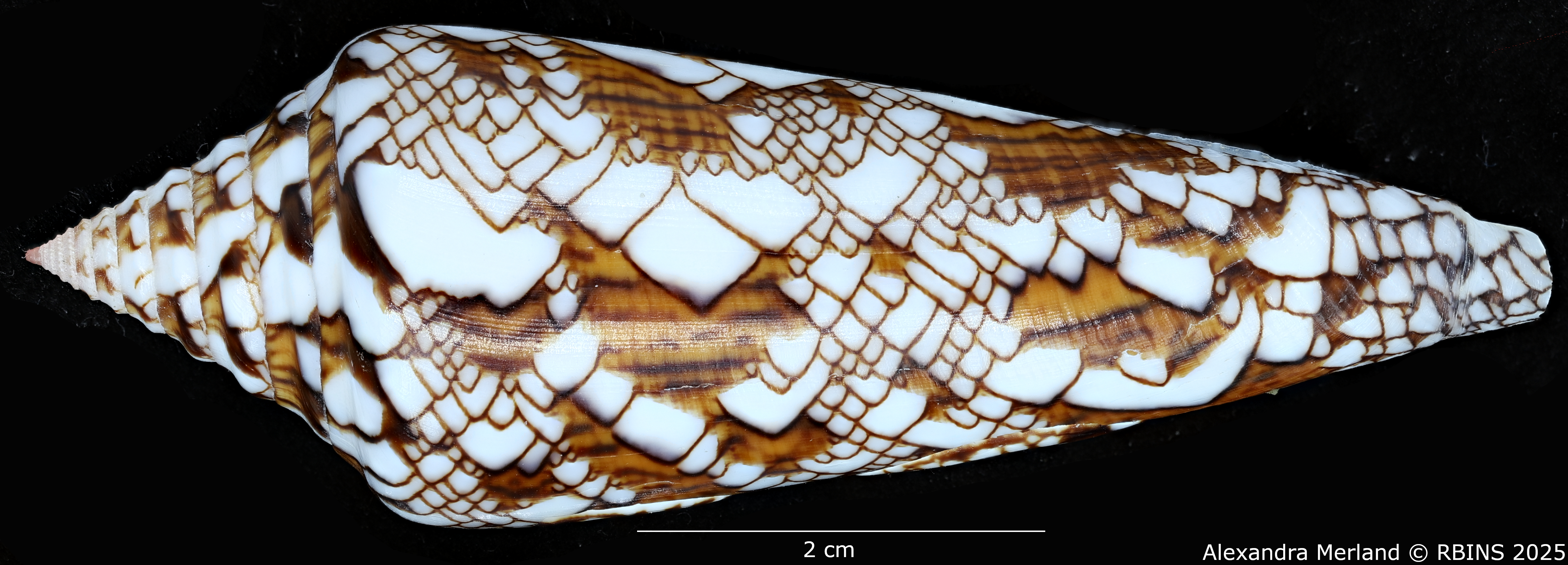 BE-RBINS-INV-MT-3919-Cylinder-bengalensis-sumbawaensis-pt-L.jpg