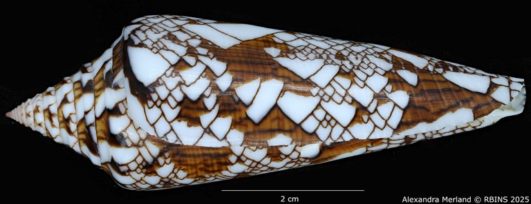 BE-RBINS-INV-MT-3919-Cylinder-bengalensis-sumbawaensis-pt-L2.jpg BE-RBINS-INV-MT-3919-Cylinder-bengalensis-sumbawaensis-pt-L2.jpg