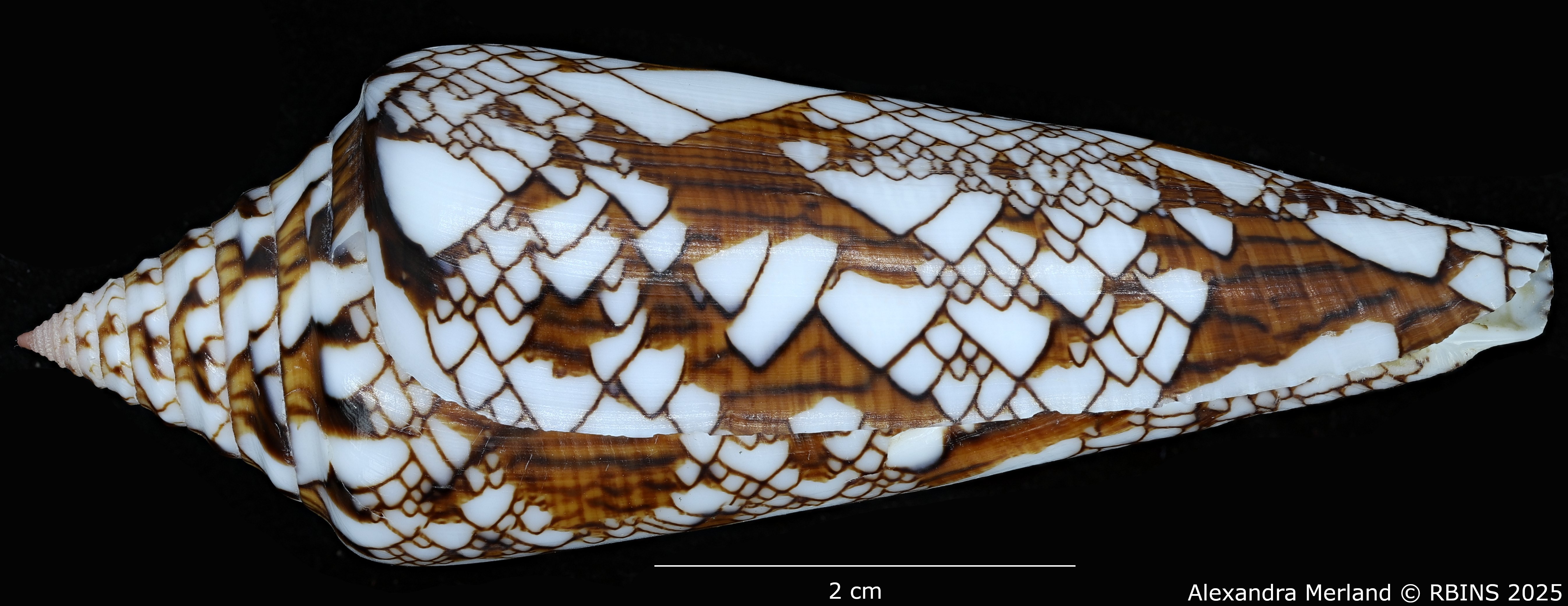 BE-RBINS-INV-MT-3919-Cylinder-bengalensis-sumbawaensis-pt-L2.jpg