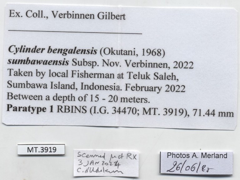 BE-RBINS-INV-MT-3919-Cylinder-bengalensis-sumbawaensis-pt-label.jpg BE-RBINS-INV-MT-3919-Cylinder-bengalensis-sumbawaensis-pt-label.jpg