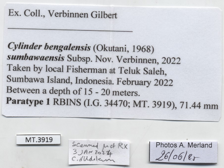 BE-RBINS-INV-MT-3919-Cylinder-bengalensis-sumbawaensis-pt-label.jpg
